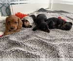 Small Photo #3 Dachshund Puppy For Sale in TERRELL, TX, USA