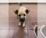 Small Photo #2 Mutt Puppy For Sale in Jefferson, NJ, USA