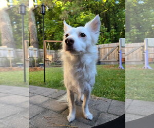 Chihuahua-Unknown Mix Dogs for adoption in Virginia Beach, VA, USA