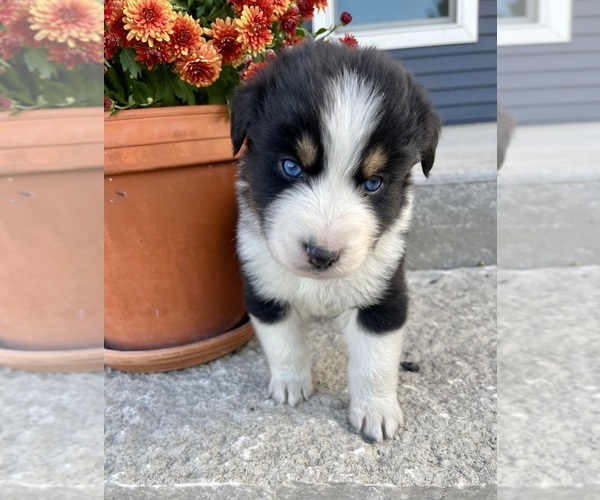 Medium Photo #3 Australian Shepherd Puppy For Sale in LODA, IL, USA