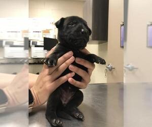 Labrador Retriever-Unknown Mix Dogs for adoption in Conroe, TX, USA