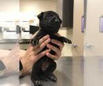 Small Labrador Retriever Mix