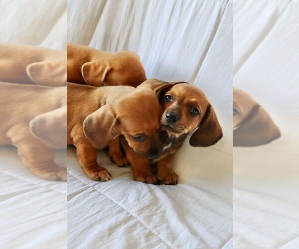 Medium Photo #1 Dachshund Puppy For Sale in SAN DIEGO, CA, USA