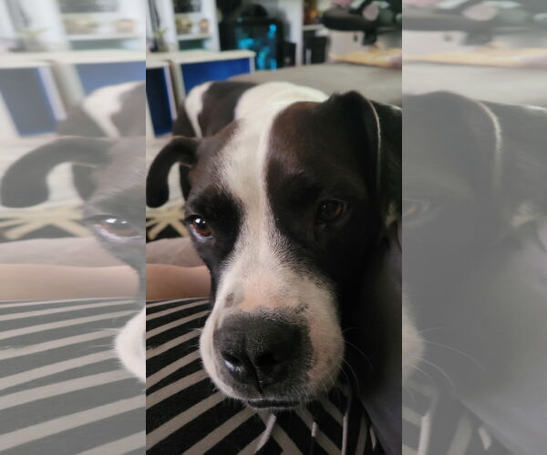 Medium Photo #2 American Staffordshire Terrier-Unknown Mix Puppy For Sale in Holly Springs, NC, USA