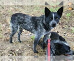 Small #4 Mutt
