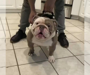 Father of the Bulldog puppies born on 02/26/2023