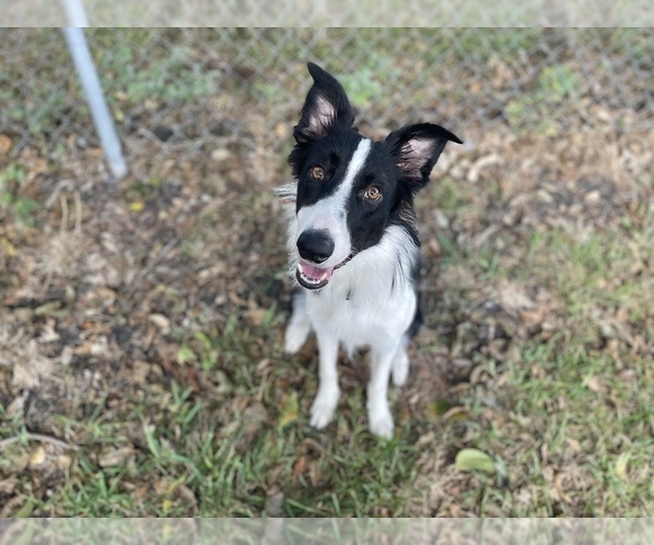 Medium Photo #3 Border Collie Puppy For Sale in SCHERTZ, TX, USA