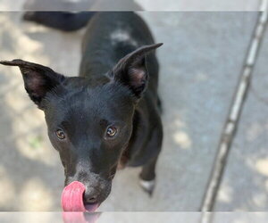 Mutt Dogs for adoption in Tulsa, OK, USA