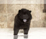 Small #9 Chow Chow