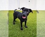 Small #7 Labrador Retriever Mix