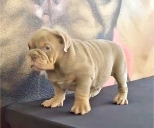Bulldog Puppy for sale in DENVER, CO, USA