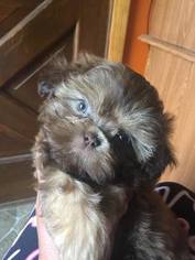 Shih Tzu Puppy for sale in SNOVER, MI, USA