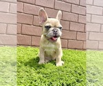 Small Photo #99 French Bulldog Puppy For Sale in CHICAGO, IL, USA