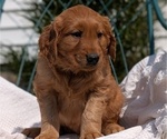Small #2 Golden Retriever