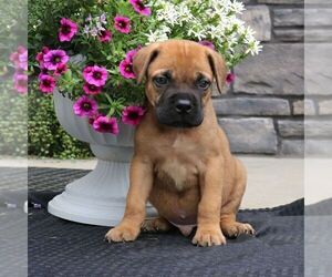 Bullmastiff Puppy for sale in NEW HOLLAND, PA, USA