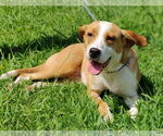 Small #3 Boxer-Rhodesian Ridgeback Mix