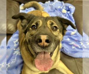 Gerberian Shepsky Dogs for adoption in Anchorage, AK, USA