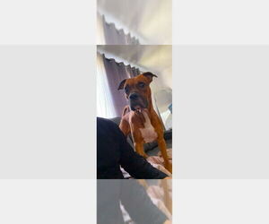 Boxer Dogs for adoption in Austin, TX, USA