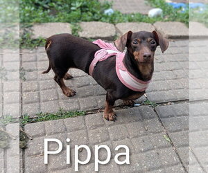 Dachshund Dogs for adoption in Sioux Falls, SD, USA