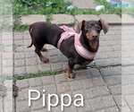 Small Dachshund