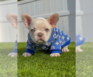 French Bulldog Puppy for sale in ANCHORAGE, AK, USA