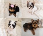 Image preview for Ad Listing. Nickname: Bella