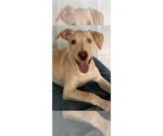 Small #9 Labrador Retriever Mix