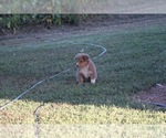 Small Photo #6 Australian Shepherd Puppy For Sale in MERIDIANVILLE, AL, USA