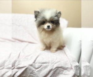 Pomeranian Puppy for sale in LEXINGTON, OK, USA