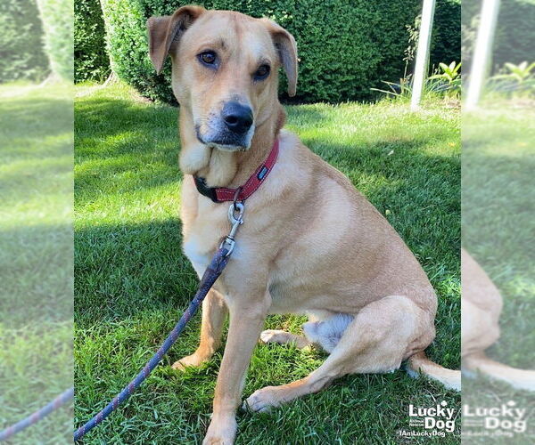 Medium Photo #2 Labrador Retriever-Unknown Mix Puppy For Sale in Washington, DC, USA