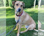 Small #1 Labrador Retriever Mix