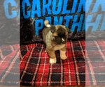 Small Photo #3 Akita Puppy For Sale in KILLEEN, TX, USA