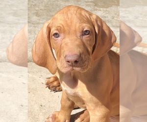 Vizsla Puppy for sale in RENO, NV, USA