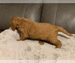 Small #14 Goldendoodle