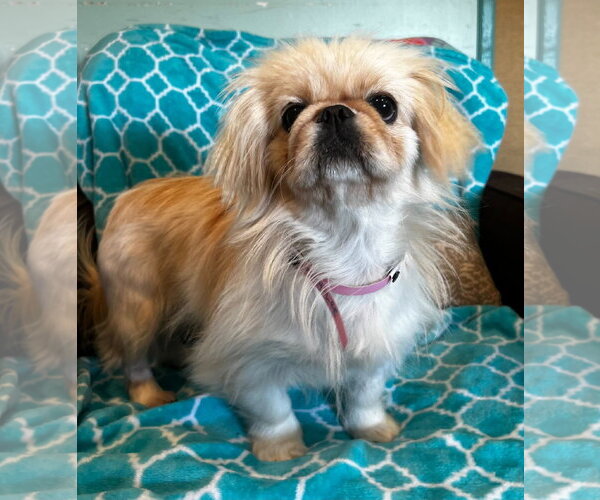 Medium Photo #9 Pekingese Puppy For Sale in Pacolet, SC, USA