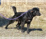 Small #3 Retriever  Mix