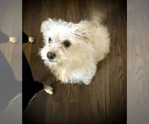 Tibetan Terrier Puppy for sale in STANWOOD, WA, USA