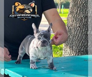 French Bulldog Puppy for sale in MIAMI, FL, USA