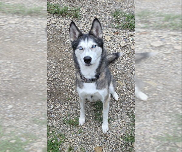Medium Photo #2 Siberian Husky-Unknown Mix Puppy For Sale in Woodsfield, OH, USA