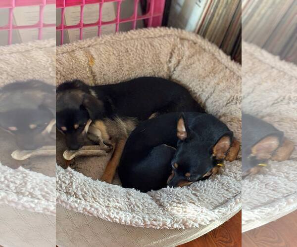 Medium Photo #4 Chihuahua Puppy For Sale in Sandy, UT, USA