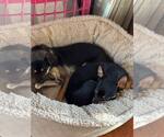 Small #3 Chihuahua