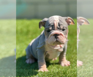 English Bulldog Puppy for sale in SALT LAKE CITY, UT, USA