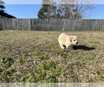 Puppy Puppy 4 Cavachon