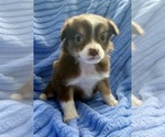 Small Photo #1 Miniature Australian Shepherd-Rat Terrier Mix Puppy For Sale in FAIR HAVEN, MI, USA