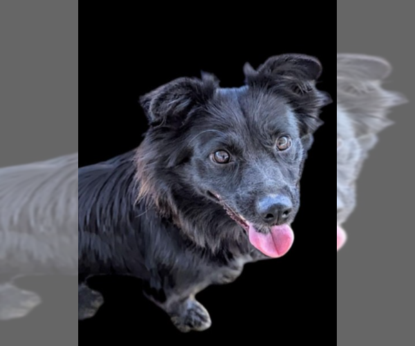 Medium Photo #2 Chiweenie Puppy For Sale in Fresno, CA, USA