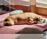 Small #2 Boxer