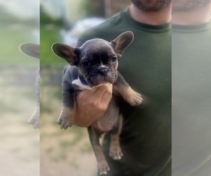 Medium French Bulldog