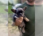 Puppy 1 French Bulldog
