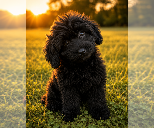 Medium Photo #51 Cavapoo (Miniature) Puppy For Sale in DURHAM, CT, USA