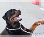 Small #4 Rottweiler